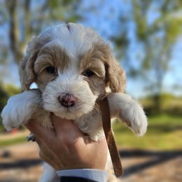 Twinkle - Parti female Goldendoodle puppy in Forest, Ohio from Mini Doodle Buddies