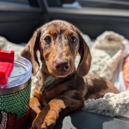 Ferrero - Dapple male Dachshund puppy in Bremen, Georgia from Doodles & Doxies