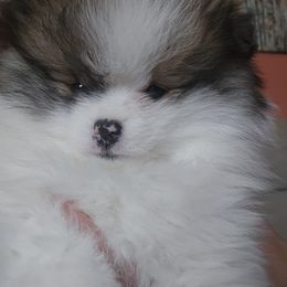 Pomeranian Puppies from ADKPOM Adirondack Pomeranians
