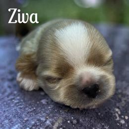 Ziva - Cream and white female Shih Tzu puppy in Sacramento, California from NANA’S  QUALITY SHIH TZU'S
