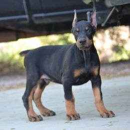 Doberman Pinscher Puppies from Obsidian Kennels