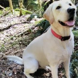 Labrador Retrievers from Kaya's Pups