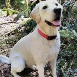 Labrador Retrievers from Kaya's Pups