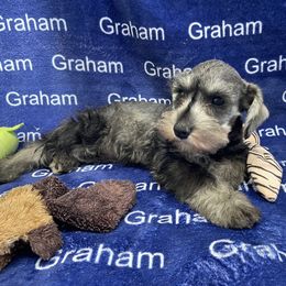 AKC Purple Collar - Salt and pepper female Miniature Schnauzer puppy in Comer, Georgia from Water Oak Farm