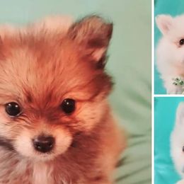 Pomeranians from Marsha's Pomeranians
