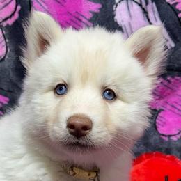 AKC Magnolia - White female Siberian Husky puppy in Centreville, Maryland from Huskies By the Bay