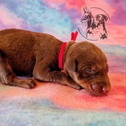 Female 4 - Red Collar - Red and rust female Doberman Pinscher puppy in Spencer, Indiana from Jackson's Dobermans