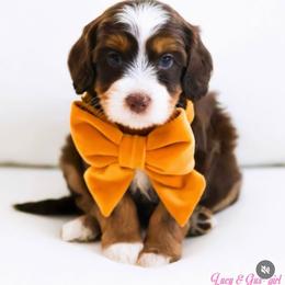 Shelly - Chocolate female Australian Labradoodle puppy in Diamond Bar, California from Furrytaildoodles