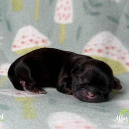 Shih Tzu Puppies from Altas Palmas Shih Tzu