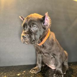 Brown Collar - Black male Cane Corso puppy in Atlanta, Georgia from Brandy Horne