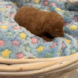 AKC Red female - Red  female Poodle puppy in Quincy, Florida from Always Best Kennels, Inc