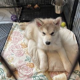 Alaskan Malamute Puppies from Alpenglow Alaskan Malamutes