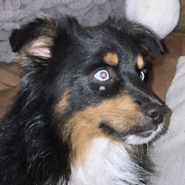 Bacon - Miniature Australian Shepherd