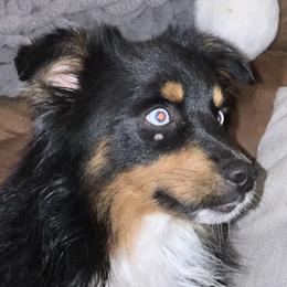 Bacon - Miniature Australian Shepherd