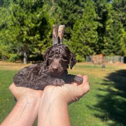Bear - Brown male Poodle puppy in Wolf Creek, Oregon from Dejah Bleu Kennels