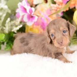 Girl 1 - Dapple Dachshund puppy in Neosho, Missouri from A Walk In The Park
