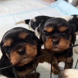 Cavalier King Charles Spaniel puppies from Wise Cavaliers