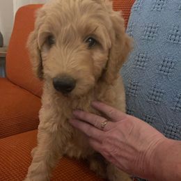 Mr Brown - Apricot male Goldendoodle puppy in Deville, Louisiana from Milley’s Poodles and Doodles