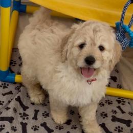 Lollipop - Cream female Goldendoodle puppy in Pensacola, Florida from Goldendoodles Love You in Pensacola Friend Edition