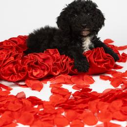 Hazel - Black female Goldendoodle puppy in Los Angeles, California from Exquisite Doodles