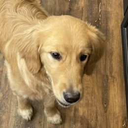 Aspen - Golden Retriever