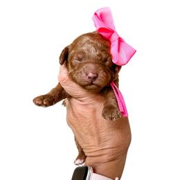 Lacey - Red  female Goldendoodle puppy in Pleasant Grove, Utah from Destination Doodles
