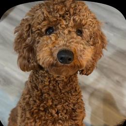 Woody - Poodle