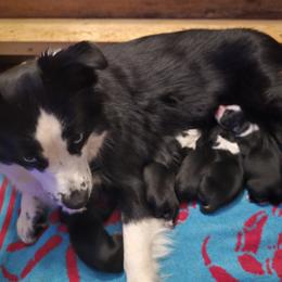 Miniature Australian Shepherds from Terri Vaughn
