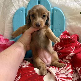 Blue based red girl - Red female Dachshund puppy in Centralia, Washington from FairyTail Dachshunds