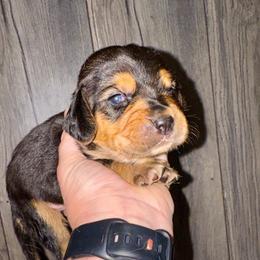Samwise - Black white and tan male Beagle puppy in Viper, Kentucky from Mountain Top