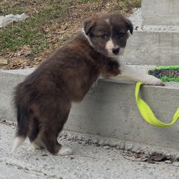 JAWZ - Brindle male Border Collie puppy in Berkeley Springs, West Virginia from Sagehill Agility