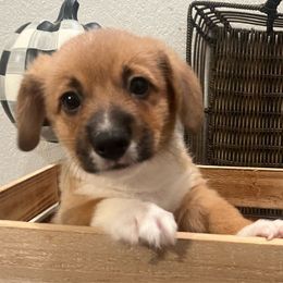 Bub - Pembroke Welsh Corgi puppy from CanaanCorgis