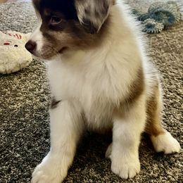 Australian Shepherd and German Shorthaired Pointer Puppies from Flynbee Farm