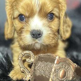 Sansa - Ruby female Cavalier King Charles Spaniel puppy in Queen Creek, Arizona from Andresen's Cavaliers