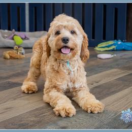 Fred - Red and white male Cockapoo puppy in Connersville, Indiana from Deaz Doodle Ranch