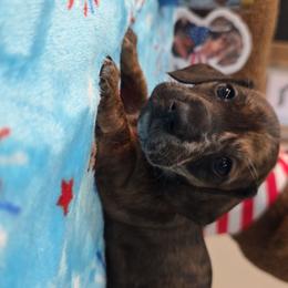 Red brindle dapple girl - Dapple female Dachshund puppy in West Plains, Missouri from Spring Creek Dachshunds