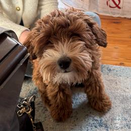 Sunny - Goldendoodle