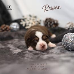 Rowan- Red Tri Male - Red tri male Miniature Australian Shepherd puppy in Nacogdoches, Texas from TK Standard, Mini, & Toy Aussies