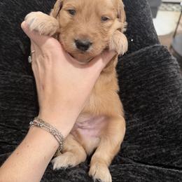 Goldendoodle Puppies from Silver Barn Doodles