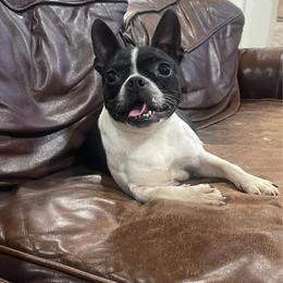 Zelda - Boston Terrier
