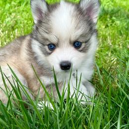 Pomsky Puppies from BittyPomsky
