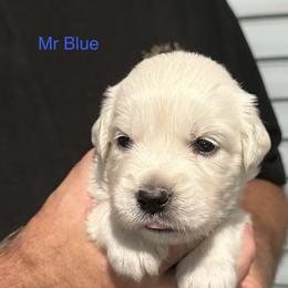 Mr. Blue - Light golden male Golden Retriever puppy in Crestview, Florida from Pushin’ Sand Goldens