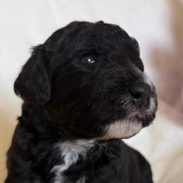 Bear (Blue Collar) - Black male Goldendoodle puppy in Toledo, Ohio from Avery Doodle Day LLC