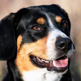 Entlebucher Mountain Dogs from Fabled Tails Entlebuchers