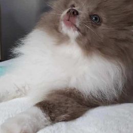 Pomeranians from Mitty’s Alabama Pomeranians & Bassets
