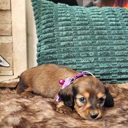 AKC Meet Callie :) - Sable female Dachshund puppy in Centerville, Iowa from Barnyard Dachshunds, Dals & Doodles