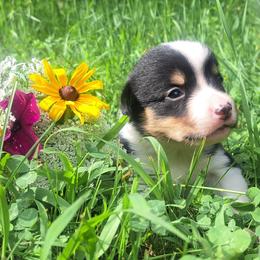 Molly Pitcher - Black and white female American Corgi puppy in Gouverneur, New York from St. Lawrence Corgis