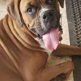 Boxers from Brooklyn's Boxer's