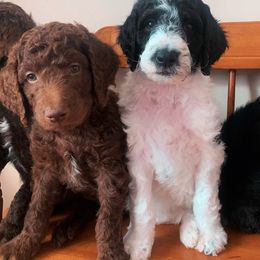 Goldendoodle Puppies from Lady Doodle Farm