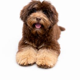 Australian Labradoodles, Cavapoos, Cockapoos, Goldendoodles, Golden Mountain Doodles, and Poodles from Dawson & Daryn's Royal Companions